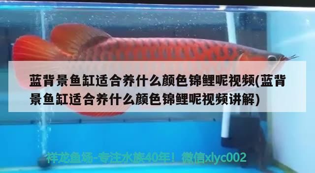 藍背景魚缸適合養什么顏色錦鯉呢視頻(藍背景魚缸適合養什么顏色錦鯉呢視頻講解)（藍背景魚缸適合養什么顏色的錦鯉）