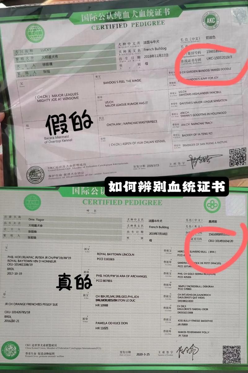 如何辨別龍魚的血統證書真偽（如何辨別龍魚血統證書的真偽）