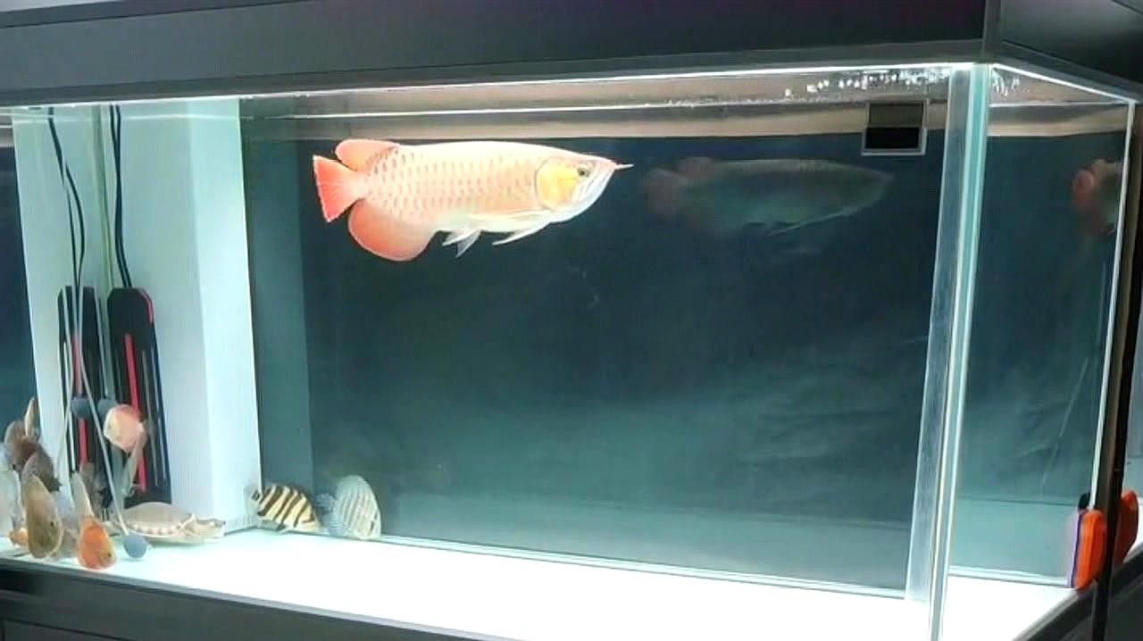 魚缸里的白色小點(diǎn)點(diǎn)是什么？如何處理？，魚缸里的白色小點(diǎn)點(diǎn)是什么