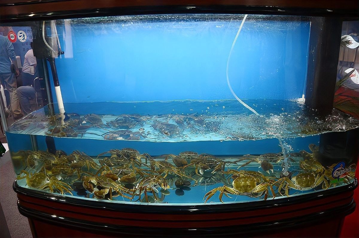 曼龍魚和什么魚混養比較好（「養魚必看」曼龍魚混養全攻略）