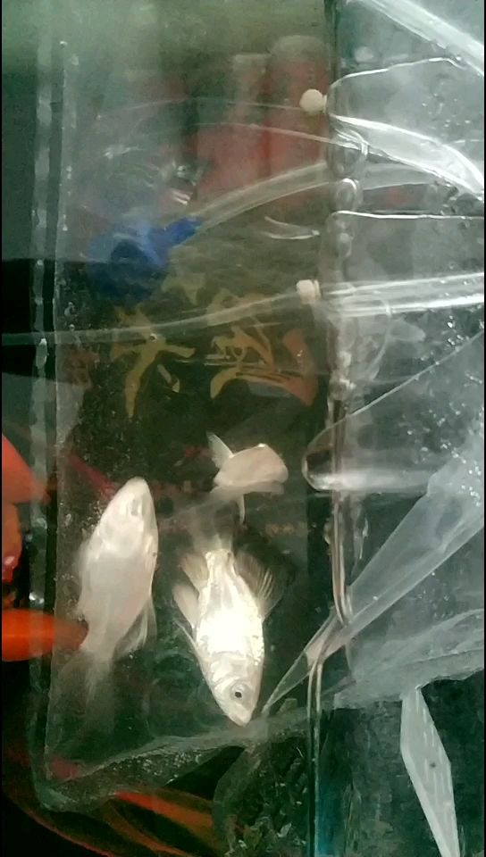 大神幫忙看看這是蝴蝶鯉嗎（大神幫忙看看這是蝴蝶鯉嗎，本研究旨在通過觀察和分析）