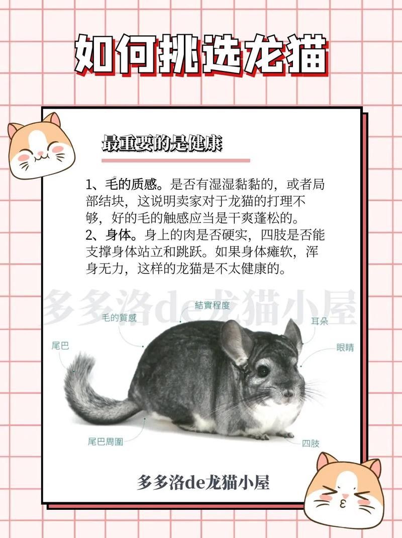 如何挑選健康的龍貓（如何挑選一只健康的龍貓）