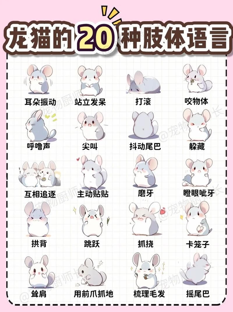如何挑選健康的龍貓（如何挑選一只健康的龍貓）
