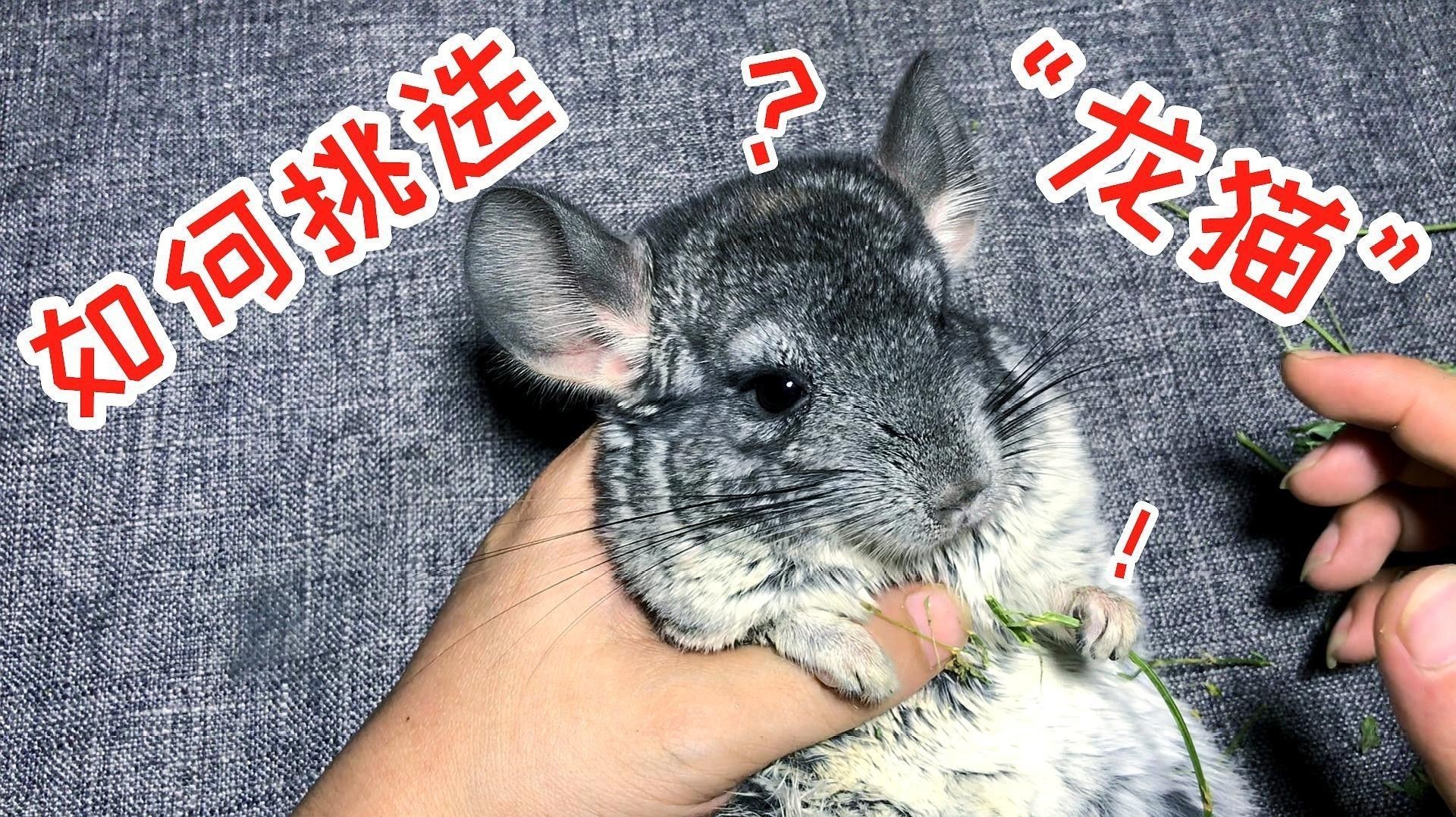 如何挑選健康的龍貓（如何挑選一只健康的龍貓）