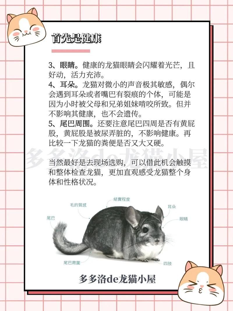 如何挑選健康的龍貓（如何挑選一只健康的龍貓）