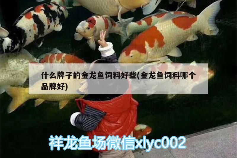 觀賞魚 什么牌子的金龍魚飼料好些(金龍魚飼料哪個品牌好)(什么牌子的金龍魚飼料好些) 觀賞魚百科 什么牌子的金龍魚飼料好些(金龍魚飼料哪個品牌好)(什么牌子的金龍魚飼料好些) 什么牌子的金龍魚飼料好些(金龍魚飼料哪個品牌好)(什么牌子的金龍魚飼料好些) 觀賞魚百科