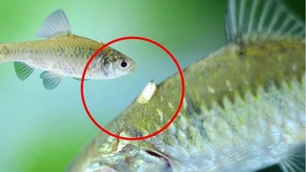 如何預防紅龍魚寄生蟲病？（龍魚寄生蟲病的預防方法）