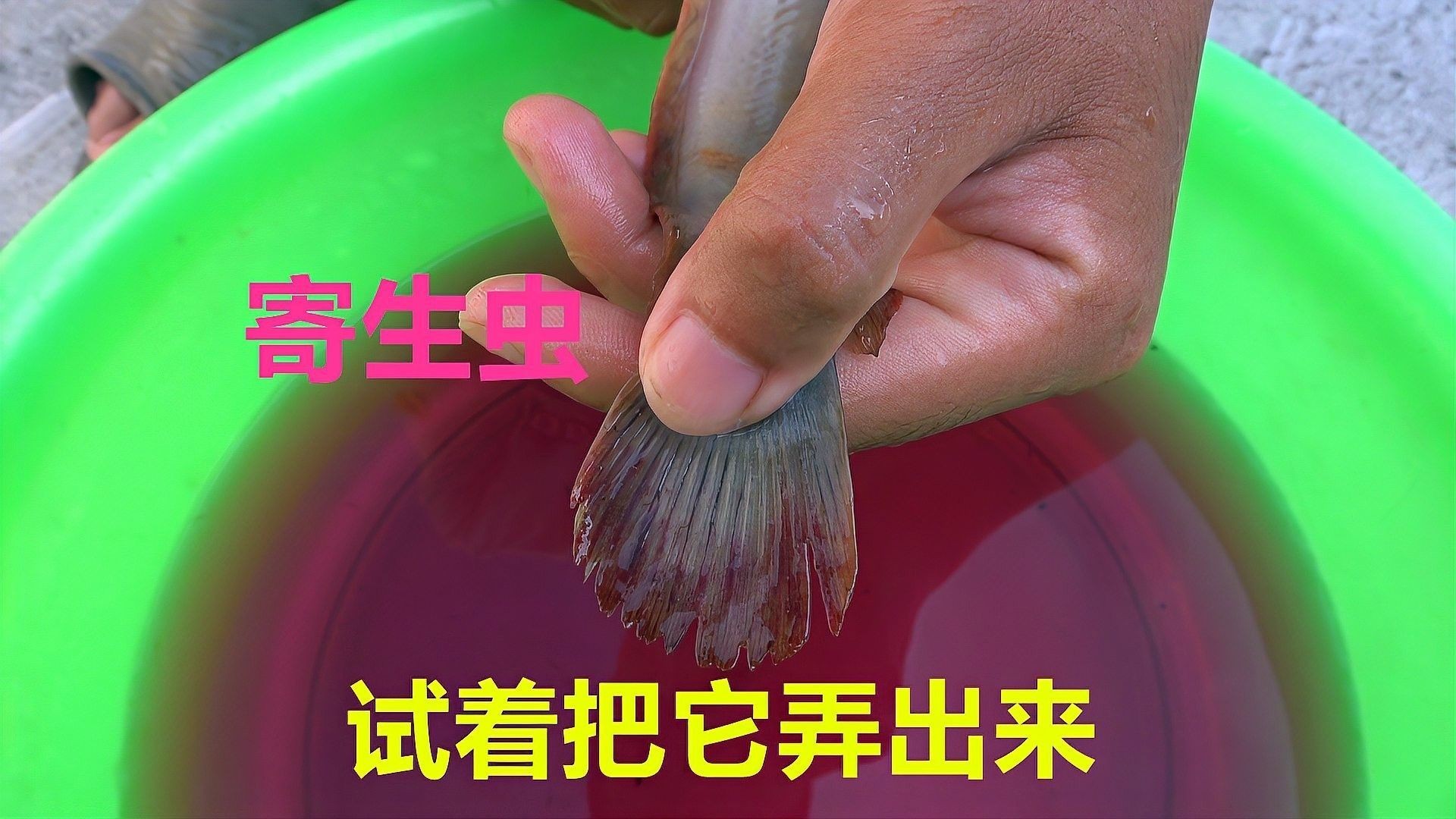 如何預防紅龍魚寄生蟲??？（龍魚寄生蟲病的預防方法）