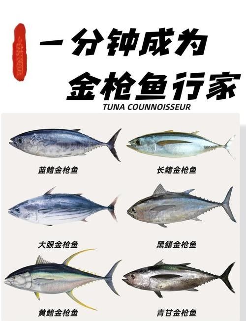 金槍魚有哪些品種？（世界六大金槍魚品種，你嘗過幾種煮湯少加鹽的曉燕聽）