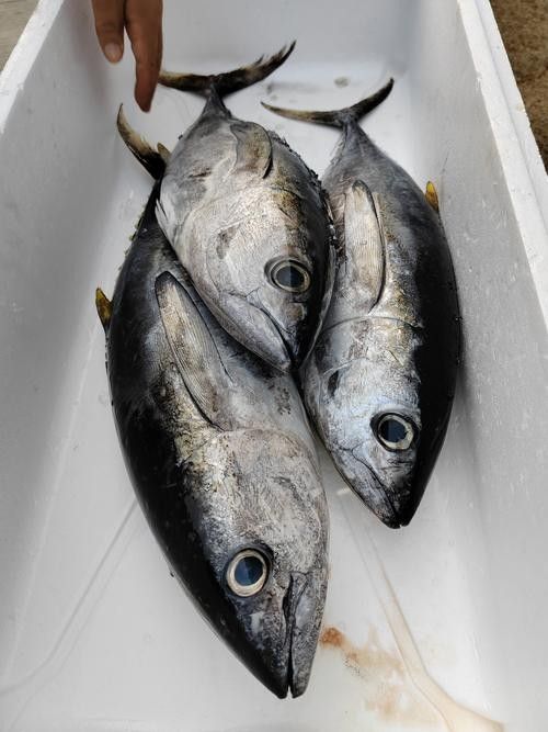 金槍魚有哪些品種？（世界六大金槍魚品種，你嘗過幾種煮湯少加鹽的曉燕聽）