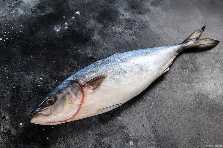 金槍魚有哪些品種？（世界六大金槍魚品種，你嘗過幾種煮湯少加鹽的曉燕聽）