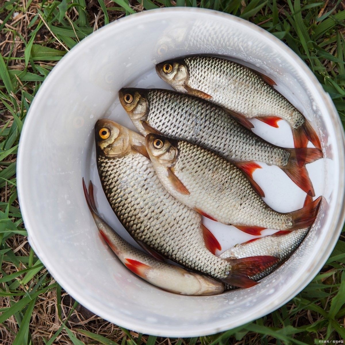家里養什么魚風水好，，家里養什么魚最旺財2家里養什么魚最旺財，家里養什么魚最旺財