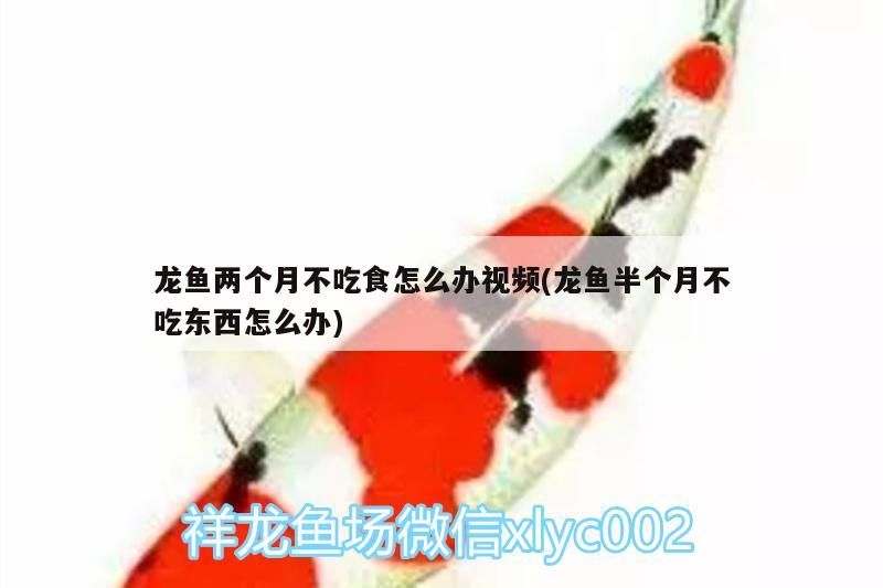 龍魚兩個月不吃食怎么辦視頻(龍魚半個月不吃東西怎么辦)（龍魚兩個月不吃食怎么辦）