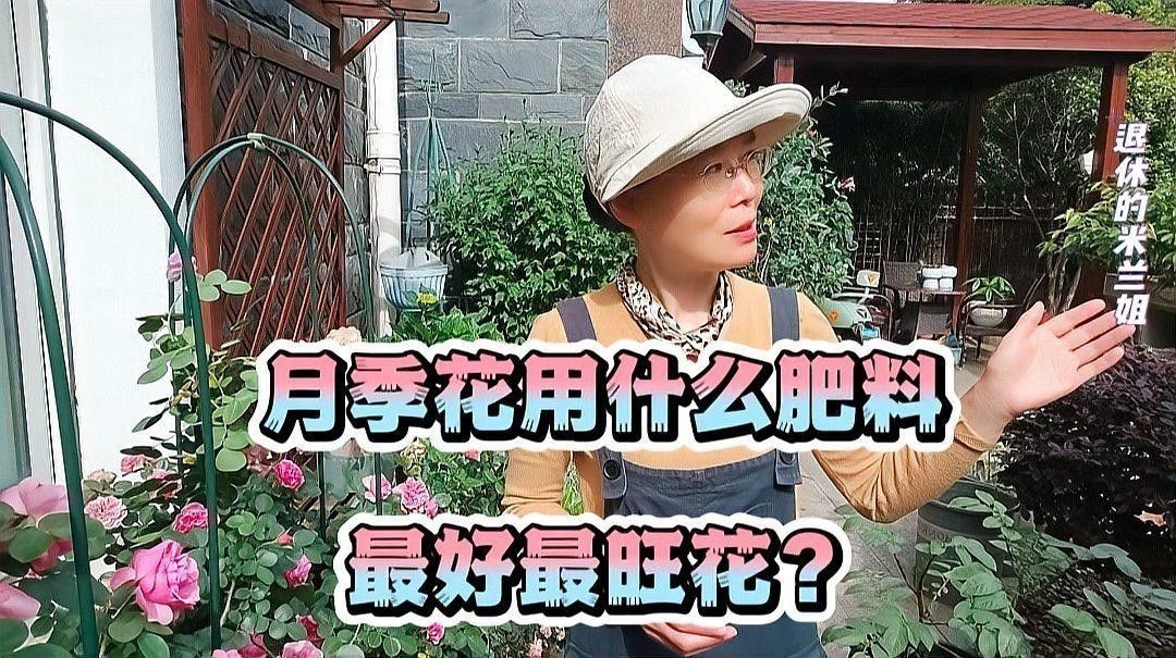 紅龍月季冬季施肥方法？（紅龍月季冬季怎么施肥，冬季施肥注意事項）