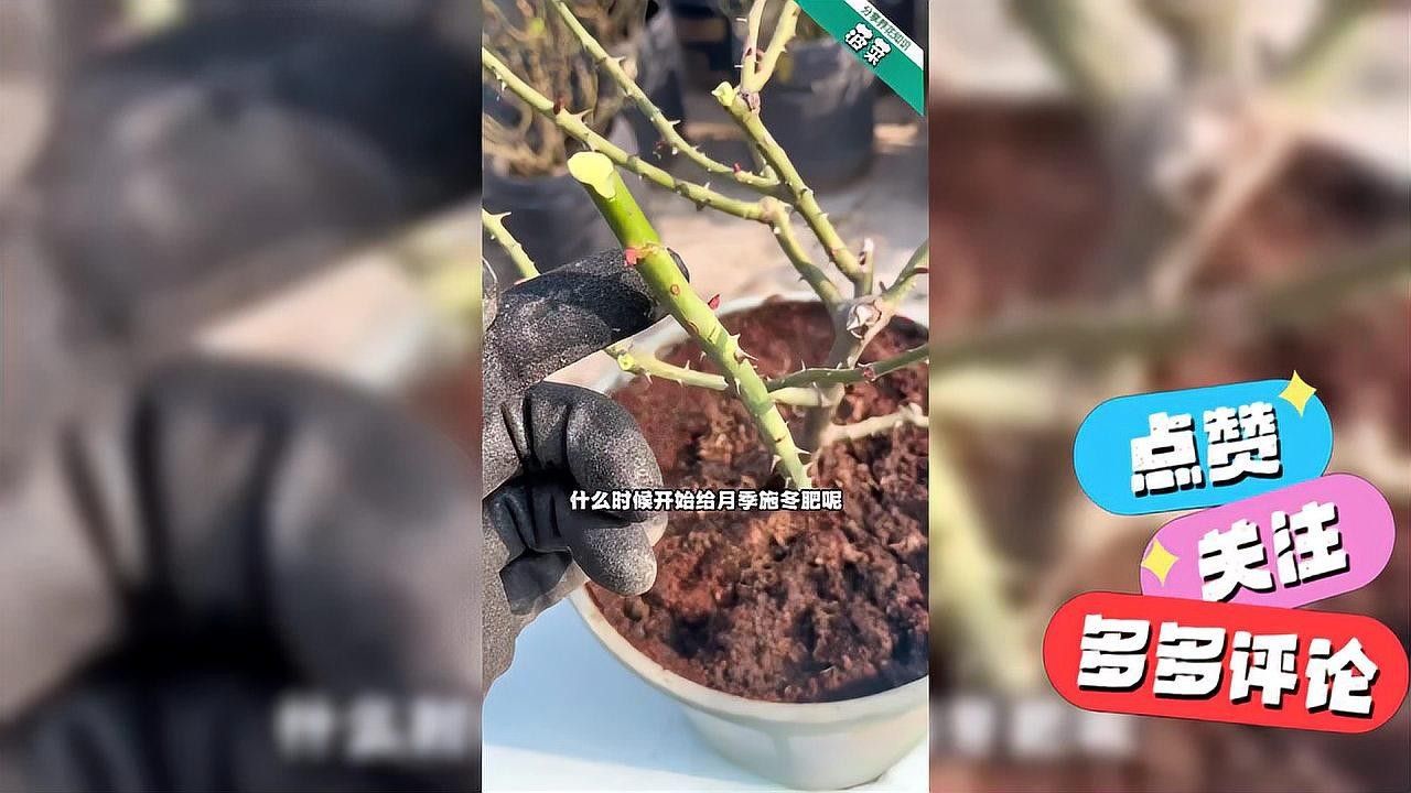 紅龍月季冬季施肥方法？（紅龍月季冬季怎么施肥，冬季施肥注意事項）