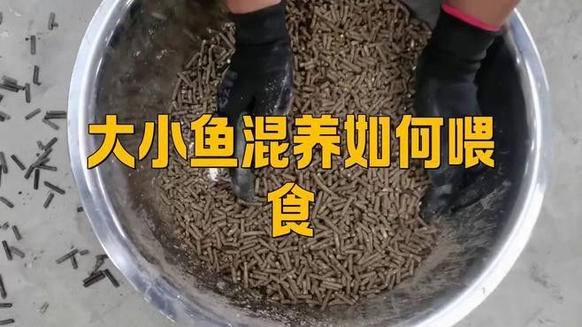 混養(yǎng)時(shí)如何確保食物充足？