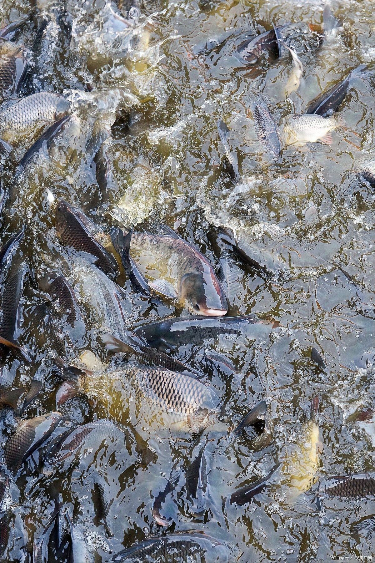 混養(yǎng)時(shí)如何確保食物充足？