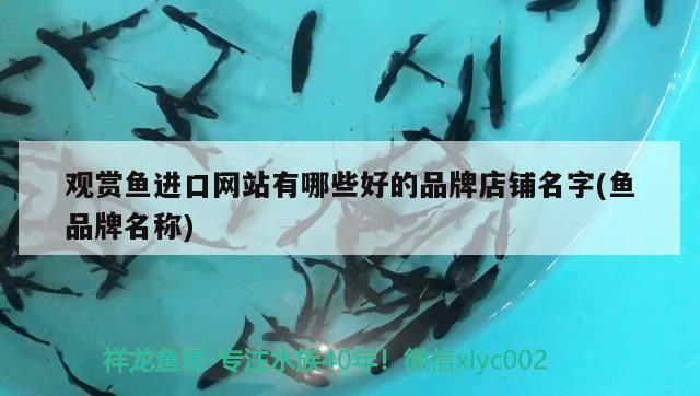觀賞魚進(jìn)口網(wǎng)站有哪些好的品牌店鋪名字(魚品牌名稱)（觀賞魚觀賞魚進(jìn)口網(wǎng)站有哪些好的品牌店鋪名字）