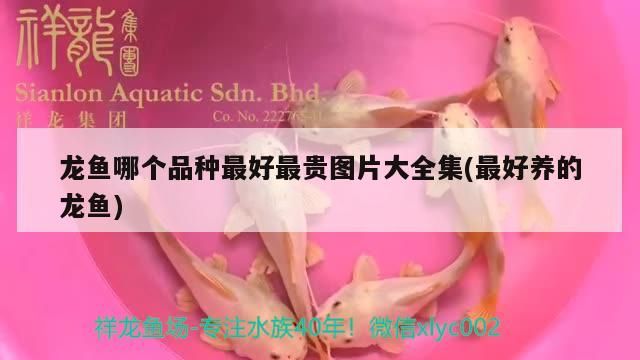 龍魚哪個品種最好最貴圖片大全集(最好養的龍魚)（血紅龍魚哪個品種最好最好養紅龍魚，血紅龍的飼養方法）
