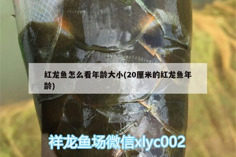 紅龍魚怎么看年齡大小(20厘米的紅龍魚年齡)（紅龍魚怎么看年齡大小）