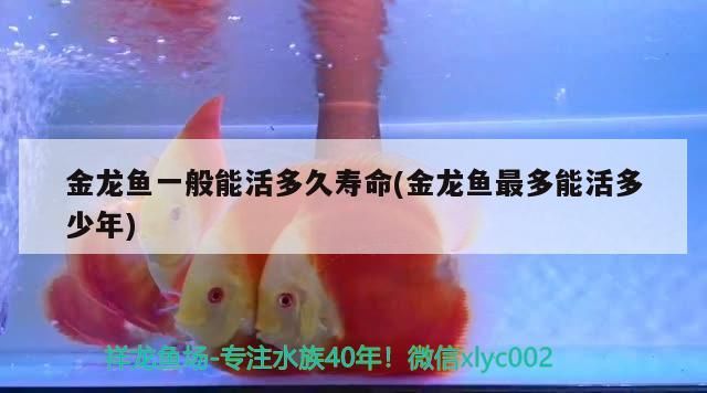 金龍魚一般能活多久壽命(金龍魚最多能活多少年)（金龍魚一般能活多久）