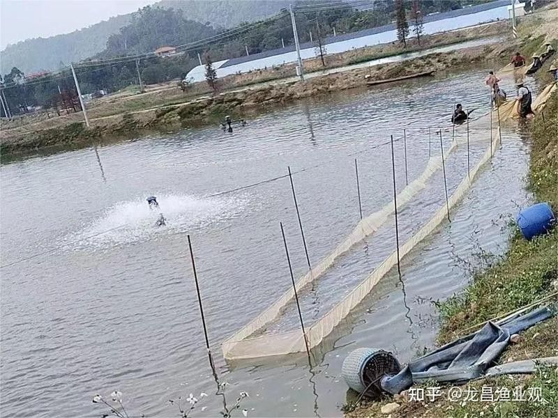如何判斷龍魚是否適合吃雞肝？（龍魚不適合吃雞肝嗎？）