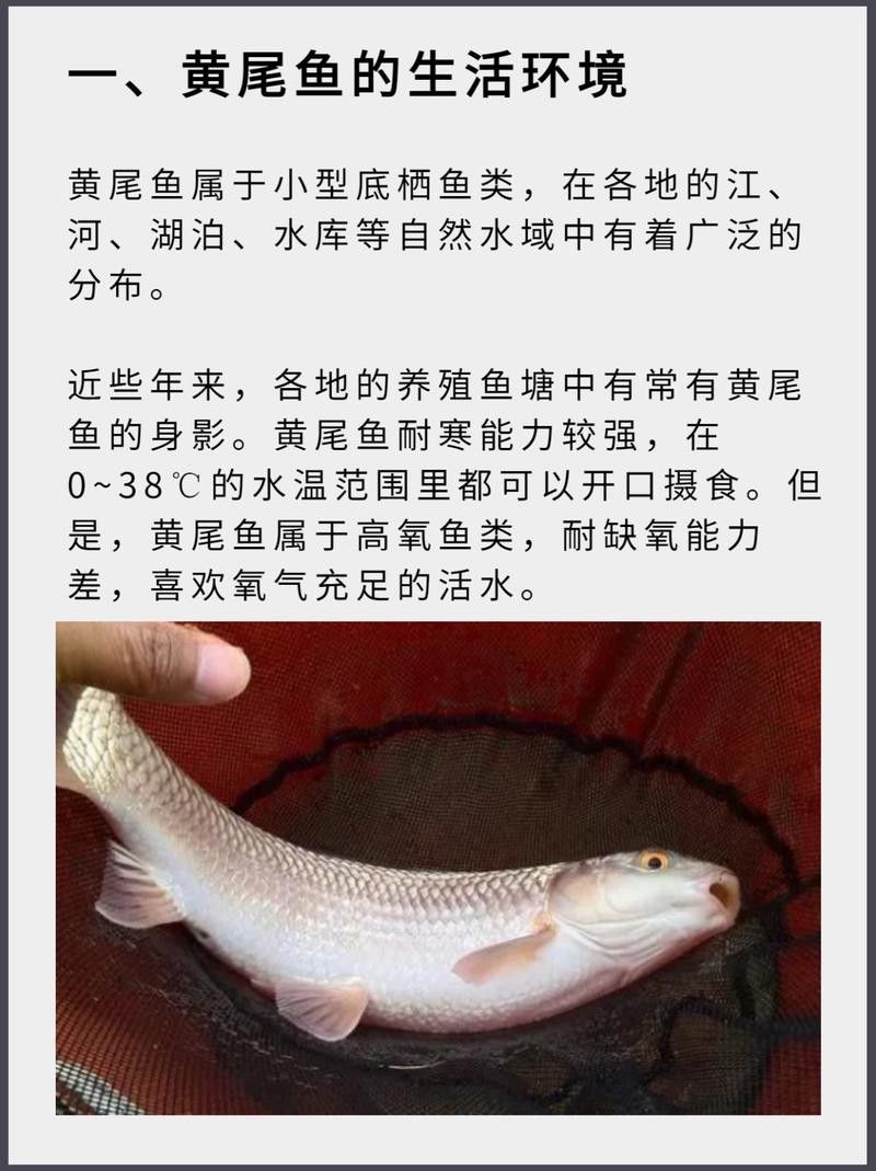 黃尾龍魚有哪些品種？（黃尾龍魚的種類）