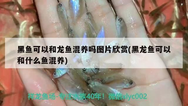 黑魚可以和龍魚混養嗎圖片欣賞(黑龍魚可以和什么魚混養)（黑云魚可以和什么魚混養）