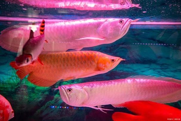 龍魚立鱗恢復后如何護理（龍魚立鱗病恢復后的護理）