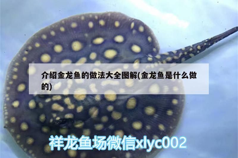 金龍魚的英文（紅龍魚產地）（什么是紅龍魚） 金龍魚的英文（紅龍魚產地）（什么是紅龍魚） 觀賞魚百科 第2張