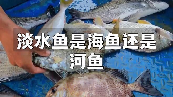 如何區(qū)分河魚和海魚（-河魚和海魚的區(qū)別及營養(yǎng)價值悅讀） 如何區(qū)分河魚和海魚（-河魚和海魚的區(qū)別及營養(yǎng)價值悅讀） 龍魚百科 第2張