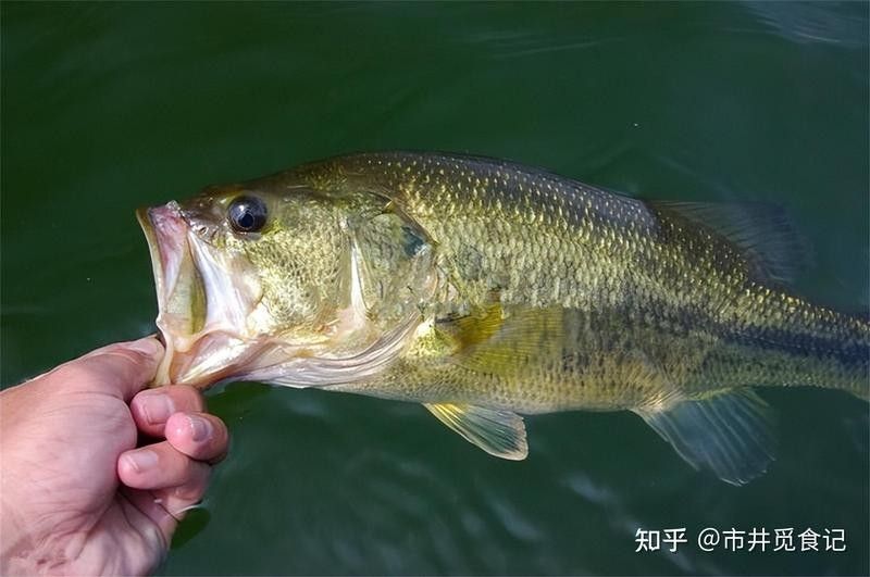 如何區(qū)分河魚和海魚（-河魚和海魚的區(qū)別及營養(yǎng)價值悅讀） 如何區(qū)分河魚和海魚（-河魚和海魚的區(qū)別及營養(yǎng)價值悅讀） 龍魚百科 第7張