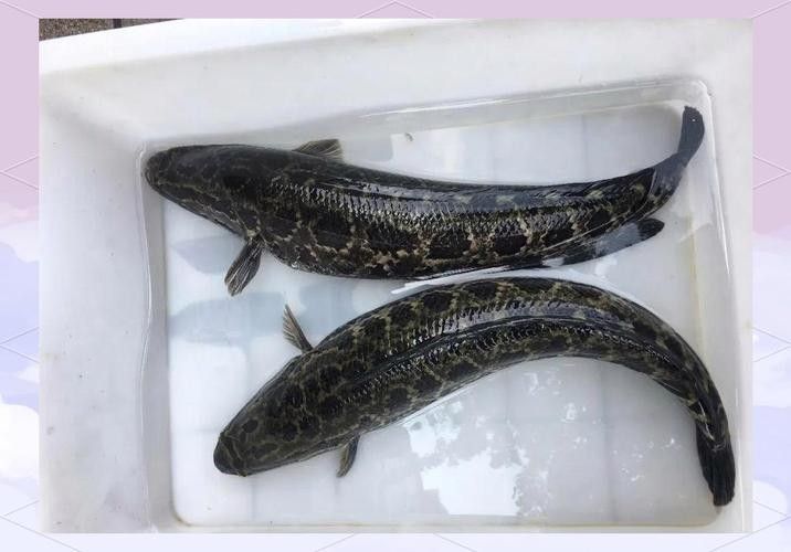 雷龍魚和烏魚哪個更好養？（雷龍魚和烏魚哪個好養）