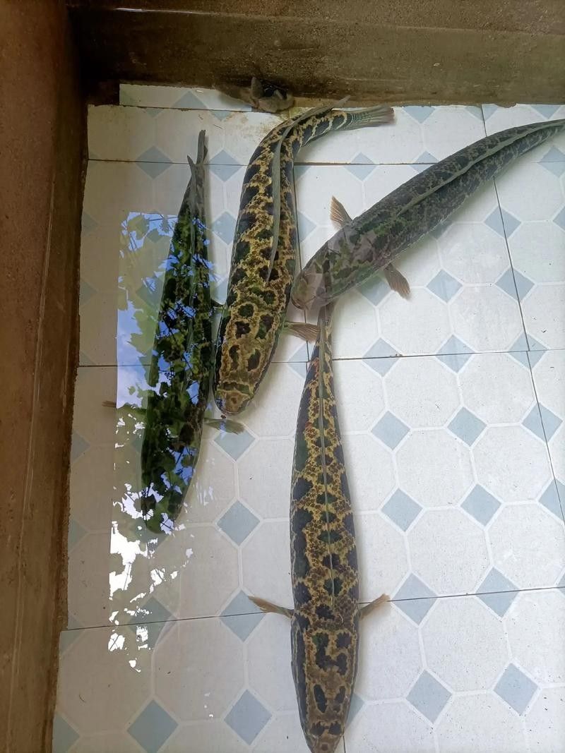 雷龍魚和烏魚哪個更好養？（雷龍魚和烏魚哪個好養）