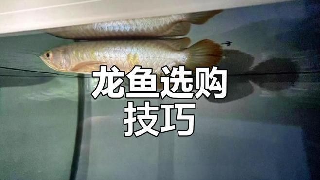 如何判斷龍魚虎魚圖片是否高清？（如何判斷龍魚和虎魚圖片是否高清？）