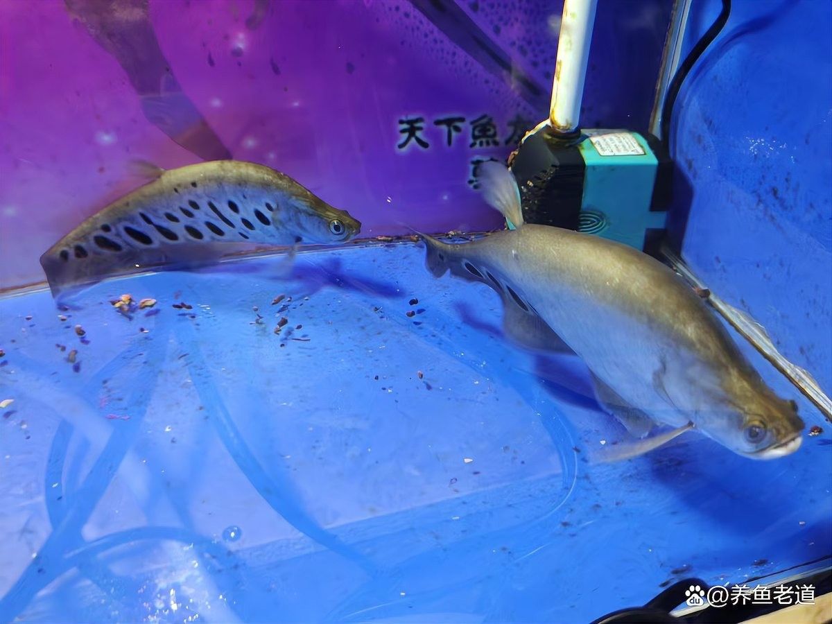 如何判斷龍魚是否便秘（如何判斷龍魚便秘？）