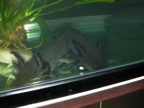 龍魚魚缸清洗后如何消毒（如何清洗和消毒你的龍魚魚缸）