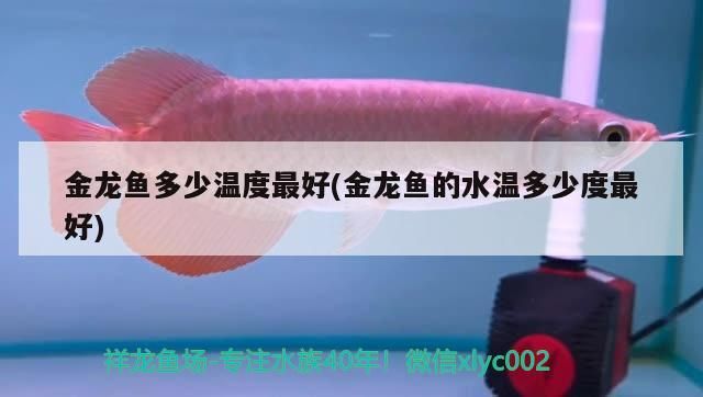 金龍魚(yú)多少溫度最好(金龍魚(yú)的水溫多少度最好)（金龍魚(yú)養(yǎng)殖金龍魚(yú)多少溫度最好，金龍魚(yú)多少溫度最好）