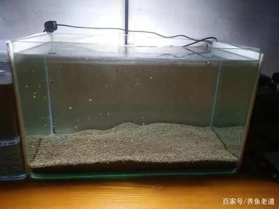 天津龍魚價格行情最新走勢，關于天津龍魚價格走勢的問題