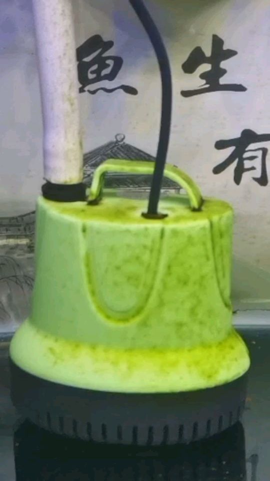 新人養魚求指點水里長褐色的東西（新人養魚求指點水里長褐色的東西，一位新手養魚愛好者在觀察其魚缸中的水族生物時）
