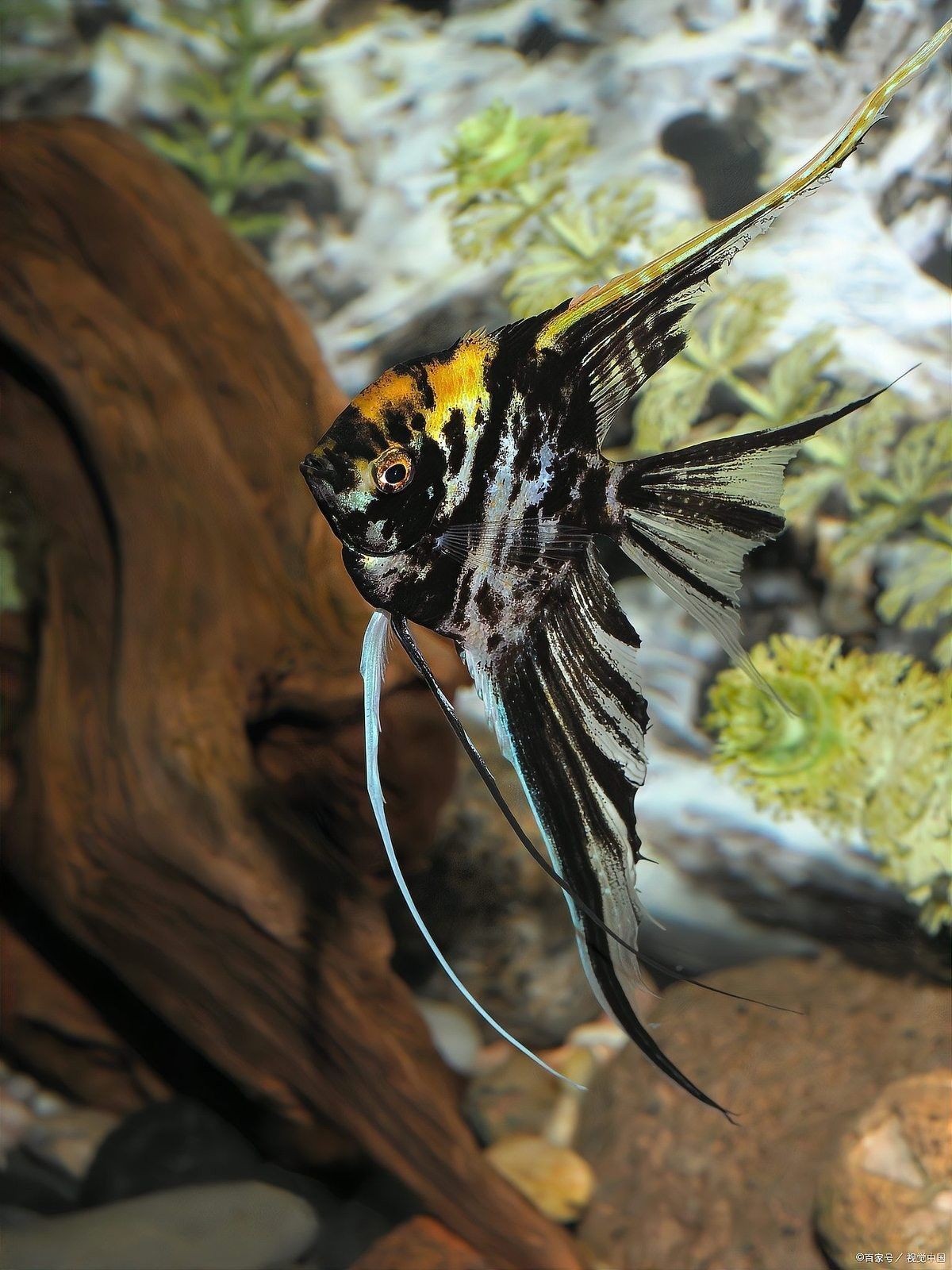 如何調(diào)節(jié)魚缸水的pH值（如何調(diào)節(jié)魚缸ph值）