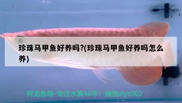 珍珠馬甲魚好養嗎?(珍珠馬甲魚好養嗎怎么養)（珍珠馬甲魚好養嗎）