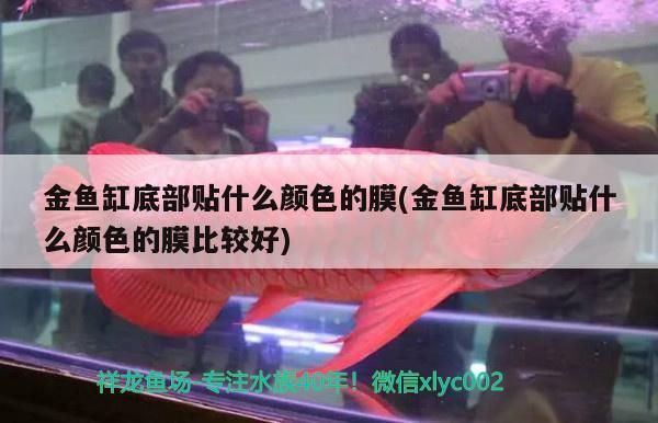 金魚缸底部貼什么顏色的膜(金魚缸底部貼什么顏色的膜比較好)（金魚缸底部貼什么顏色的膜）