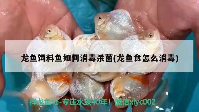 龍魚飼料魚如何消毒殺菌(龍魚食怎么消毒)（龍魚飼料如何消毒殺菌）