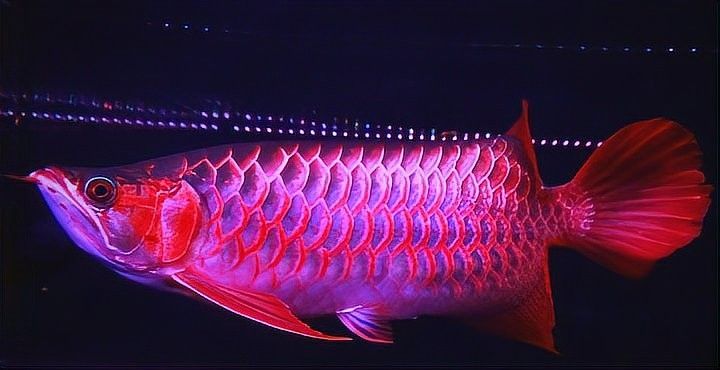 翻鰓治療期間需要停食嗎
