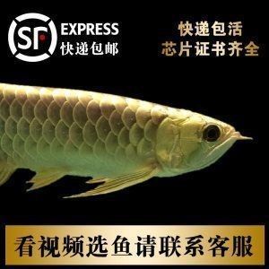 金龍魚的血統證書有何作用（金龍魚的血統證書有什么作用？）