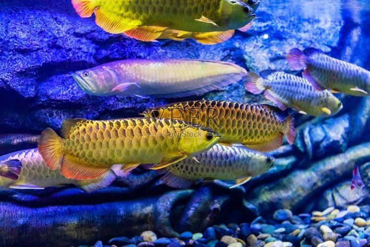 延安哪個水族館龍魚好？祥龍魚場龍魚（延安哪個水族館龍魚好）