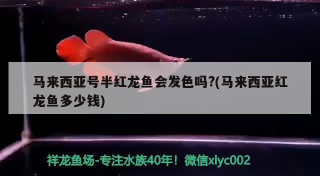 馬來西亞號半紅龍魚會發色嗎?(馬來西亞紅龍魚多少錢)（西亞號半紅龍魚會發色嗎？）