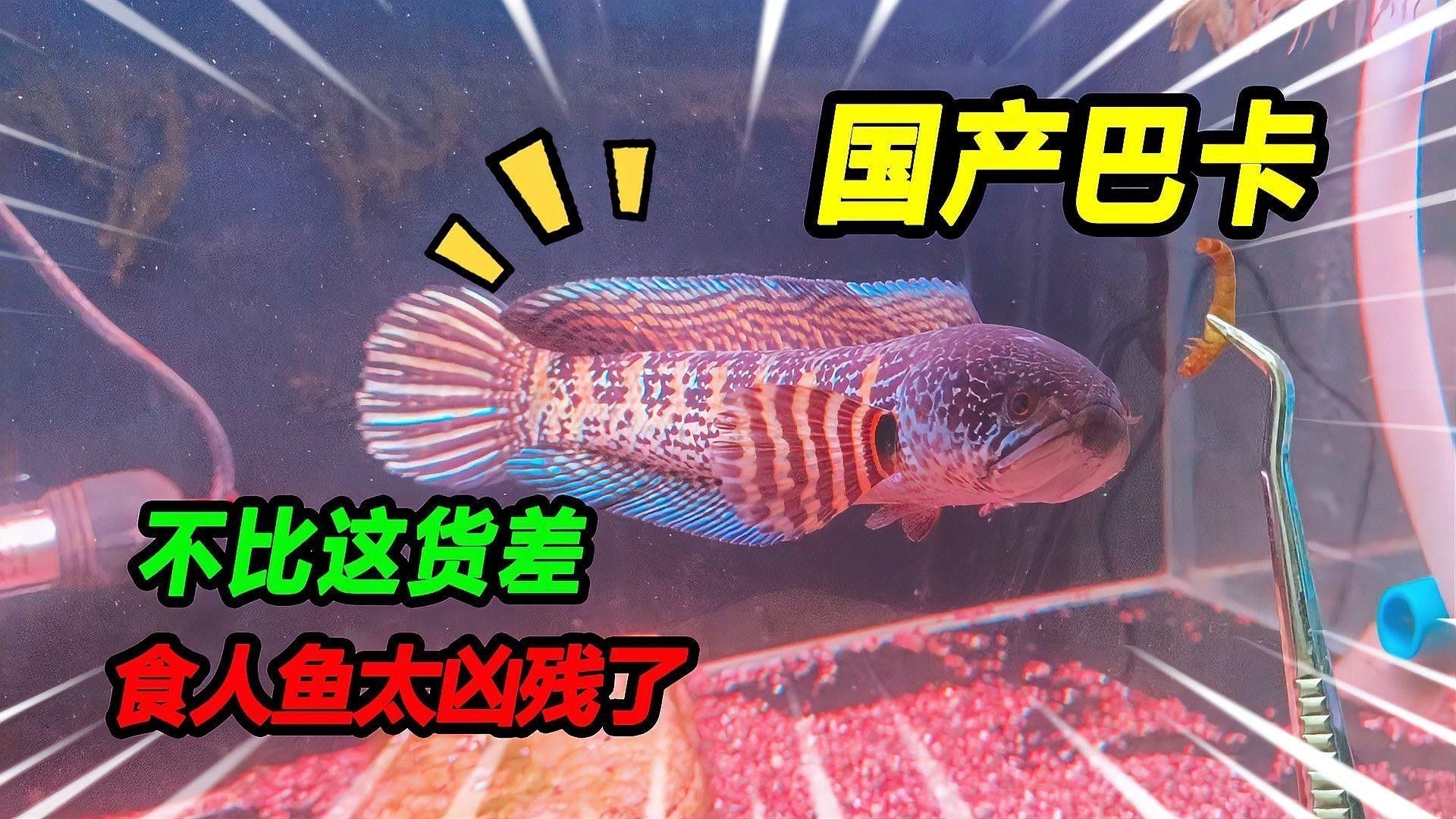 如何選擇適合雷龍魚的專用飼料（選擇適合的雷龍魚的專用飼料的幾個關鍵步驟）