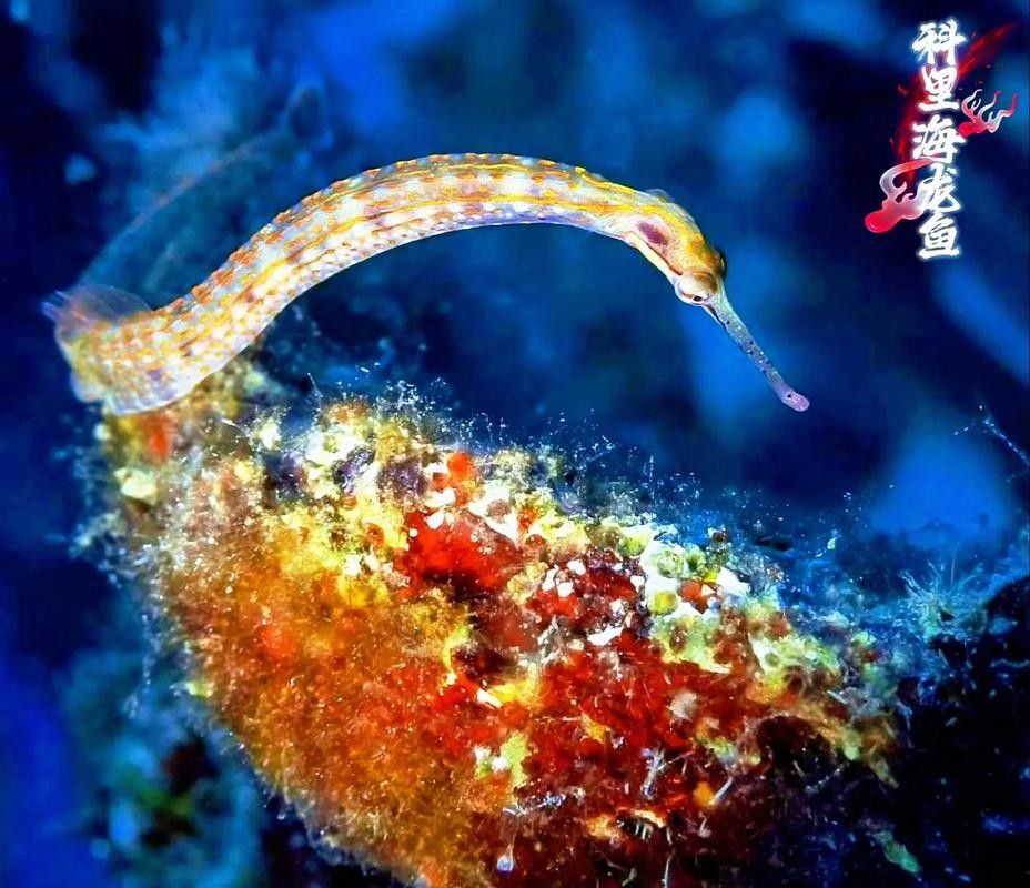 如何判斷海龍魚是否新鮮（判斷海龍魚是否新鮮的標準）